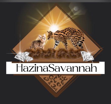 Savannah Katzen von Hazina-of-Savannahcat