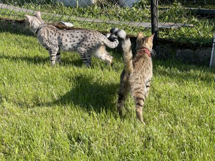 Savannah Katzen von Hazina-of-Savannahcat