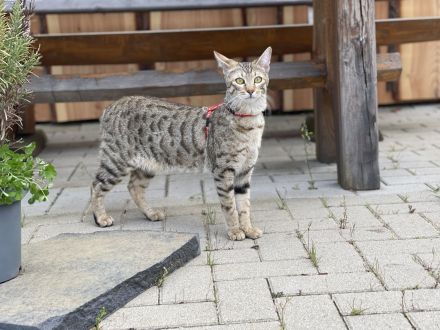 Savannah Katzen von Hazina-of-Savannahcat