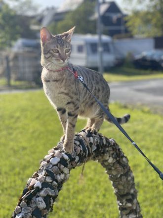 Savannah Katzen von Hazina-of-Savannahcat