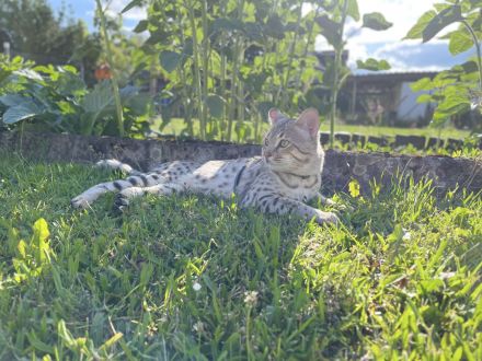 Savannah Katzen von Hazina-of-Savannahcat