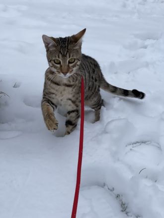 Savannah Katzen von Hazina-of-Savannahcat