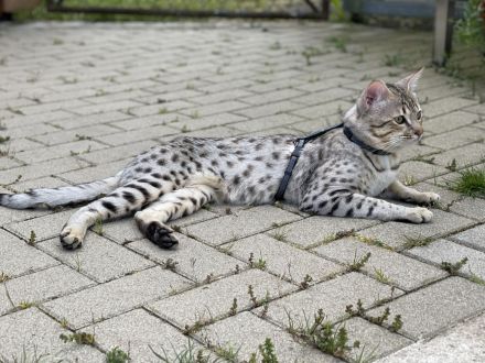 Savannah Katzen von Hazina-of-Savannahcat