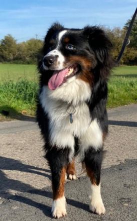 Kradie's Crazy Handsome Elmo Oscar