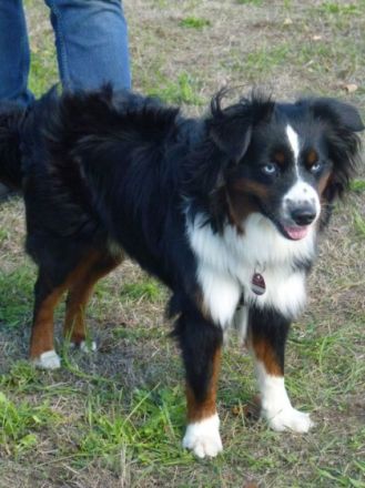 Kradie's Crazy Handsome Elmo Oscar