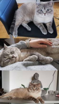 Olaf & Snowi, Leider muss ich mich aus privaten Gründen