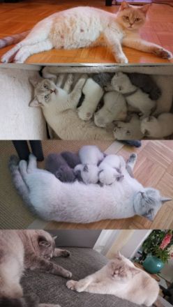 Olaf & Snowi, Leider muss ich mich aus privaten Gründen