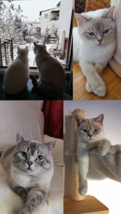 Olaf & Snowi, Leider muss ich mich aus privaten Gründen