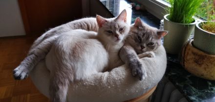 Snowi & Olaf, Leider muss ich mich aus privaten Gründen