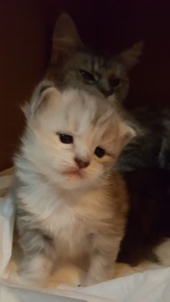 of Mounthys Dreamland