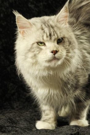 of Mounthys Dreamland