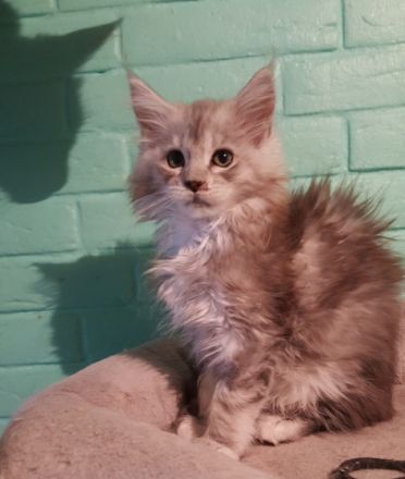 of Mounthys Dreamland