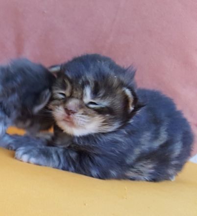 of Mounthys Dreamland