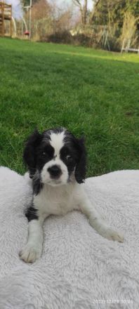 Unsere Lili hat am 29.10 acht wunderschöne Welpen