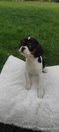 Unsere Lili hat am 29.10 acht wunderschöne Welpen