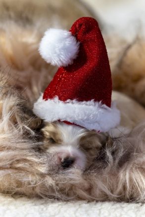 Unsere Lili hat am 29.10 acht wunderschöne Welpen