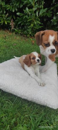 Unsere Lili hat am 29.10 acht wunderschöne Welpen