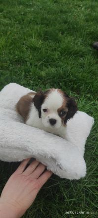 Unsere Lili hat am 29.10 acht wunderschöne Welpen