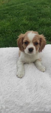 Unsere Lili hat am 29.10 acht wunderschöne Welpen