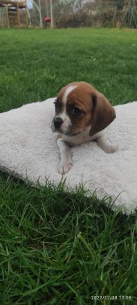 Unsere Lili hat am 29.10 acht wunderschöne Welpen