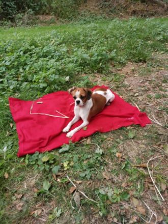 Unsere Lili hat am 29.10 acht wunderschöne Welpen