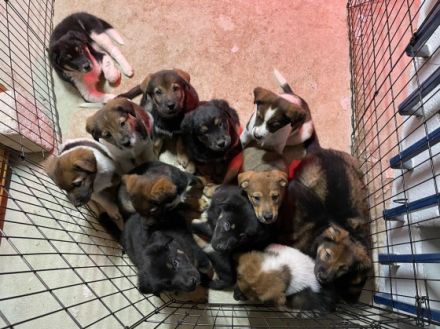 Zwischen dem 19. und 20. Oktober wurden unser Finn und