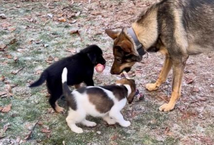 Zwischen dem 19. und 20. Oktober wurden unser Finn und