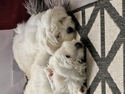 Bichonwelpen, 1 Rüde und 1 Hündin, 3 Monate alt suchen