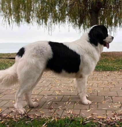 Wurfplanung für Frühjahr 2023