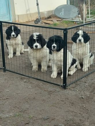 Wurfplanung für Frühjahr 2023