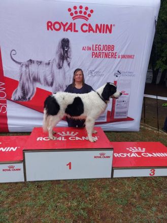 Wurfplanung für Frühjahr 2023