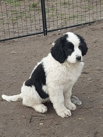 Wurfplanung für Frühjahr 2023