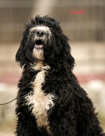 Wunderschönes Barbet Welpen suchen neues zu Hause.
