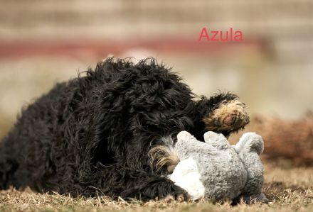 Wunderschönes Barbet Welpen suchen neues zu Hause.