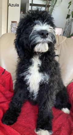 Wunderschönes Barbet Welpen suchen neues zu Hause.