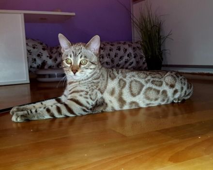 Wunderschöne Reinrassige Bengal Kater mit großen