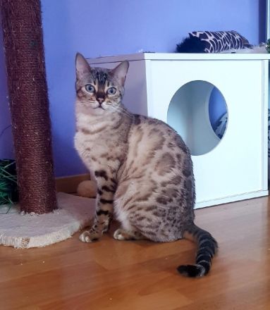 Wunderschöne Reinrassige Bengal Kater mit großen