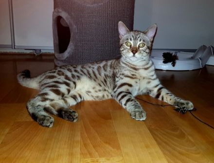 Wunderschöne Reinrassige Bengal Kater mit großen