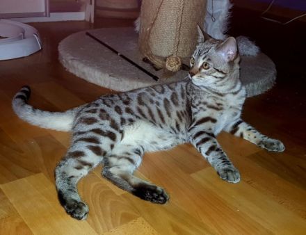 Wunderschöne Reinrassige Bengal Kater mit großen