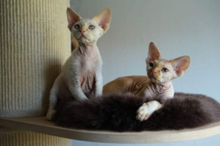 Die zauberhafte und zuckersüße Devon Rex Babys. Mädchen