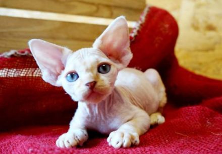 Die zauberhafte und zuckersüße Devon Rex Babys. Mädchen