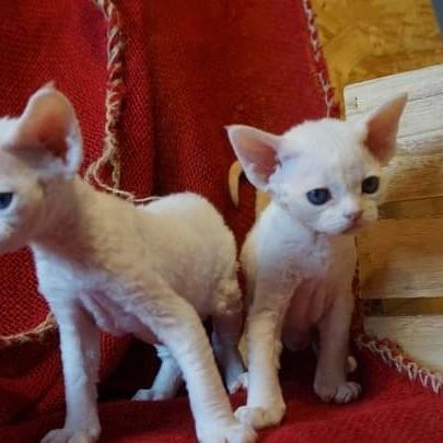 Die zauberhafte und zuckersüße Devon Rex Babys. Mädchen