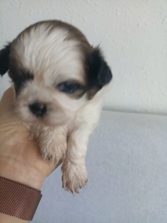 Shi tzu-puppies of TRI color with pedigree[Poland].