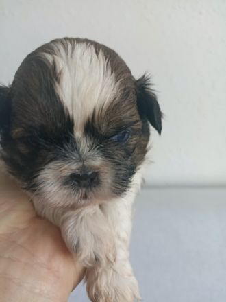 Shi tzu-puppies of TRI color with pedigree[Poland].