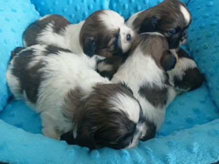 Shi tzu-puppies of TRI color with pedigree[Poland].