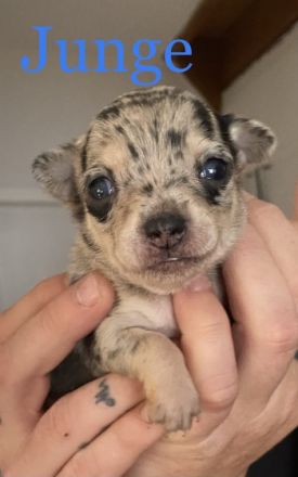 Hallo, am 14.10.2022 hat meine Gucci 3 wundervolle