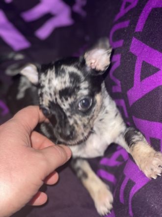 Hallo, am 14.10.2022 hat meine Gucci 3 wundervolle