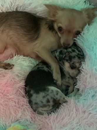 Hallo, am 14.10.2022 hat meine Gucci 3 wundervolle