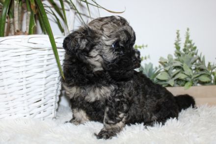 Welpen der Rasse Russskaya tsvetnaya bolonka 