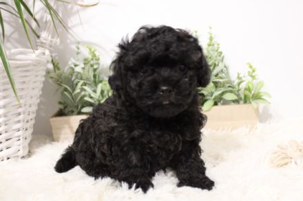 Welpen der Rasse Russskaya tsvetnaya bolonka 